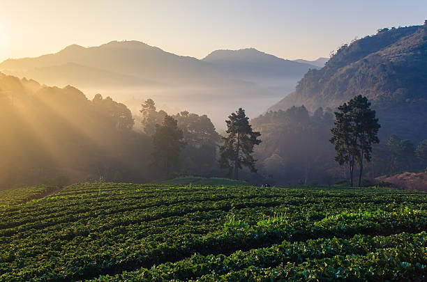 istock strawberries farm in Chiangmai, Thailand 496854787