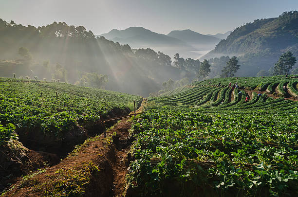 istock sunrise at strawberries farm in Thailand 496854791