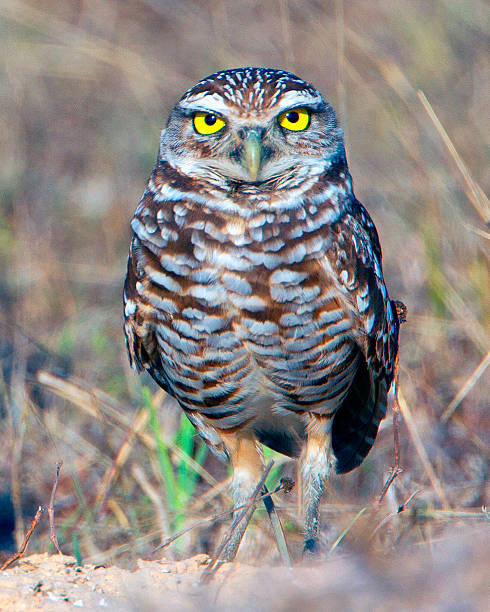 Burrowing Owl stock photo