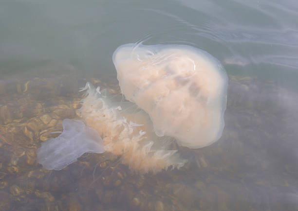 istock Jellyfish swimming 496855064