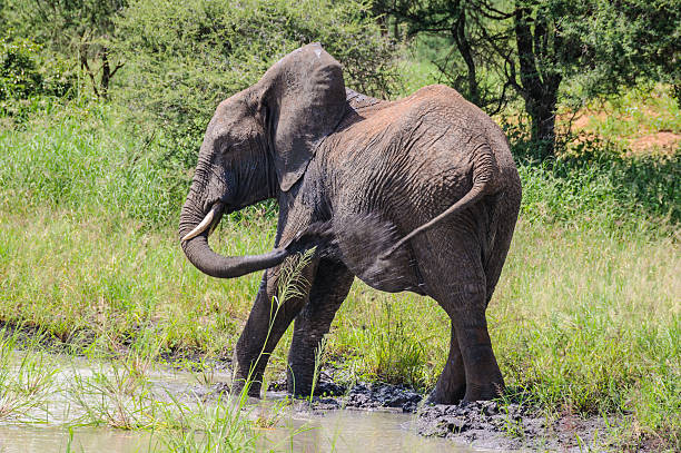 istock Bathing elephants in Tarangire Park, Tanzania 496855190
