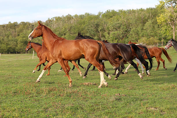 istock Young  mares and foals running  across the pasture 496855266