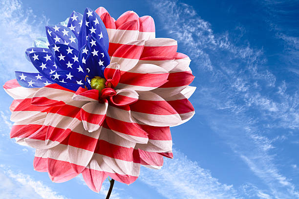 Independence day Dahlia as flag of USA on background of blue sky american flag flowers stock pictures, royalty-free photos & images