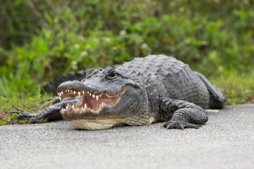 A Aligator in the Shark Valley, Florida