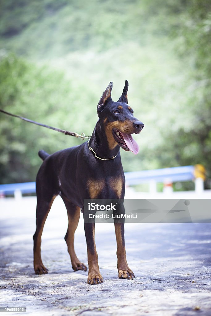 Doberman Pinscher The Doberman Pinscher, a good guard dogs, this is an adult female dog Animal Stock Photo