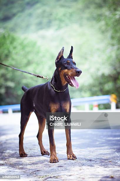 Doberman Pinscher Stock Photo - Download Image Now - Animal, Canine - Animal, Cute