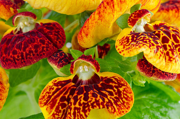 Closeup of yellow and red calceolarua flowers Closeup of yellow and red calceolarua flower on white background. calceolaria stock pictures, royalty-free photos & images