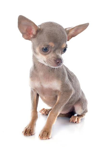 istock puppy chihuahua 496856887