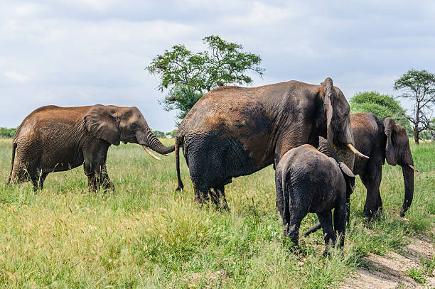 istock Standing elephant in Tarangire Park, Tanzania 496856894