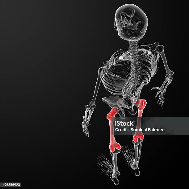 3 D Illustrationfemur Bone Aus Stockfoto und mehr Bilder von Anatomie - Anatomie, Biologie, Brustbein