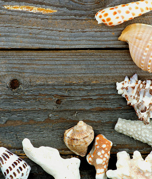 istock Border of Conch Sea Shell 496857428