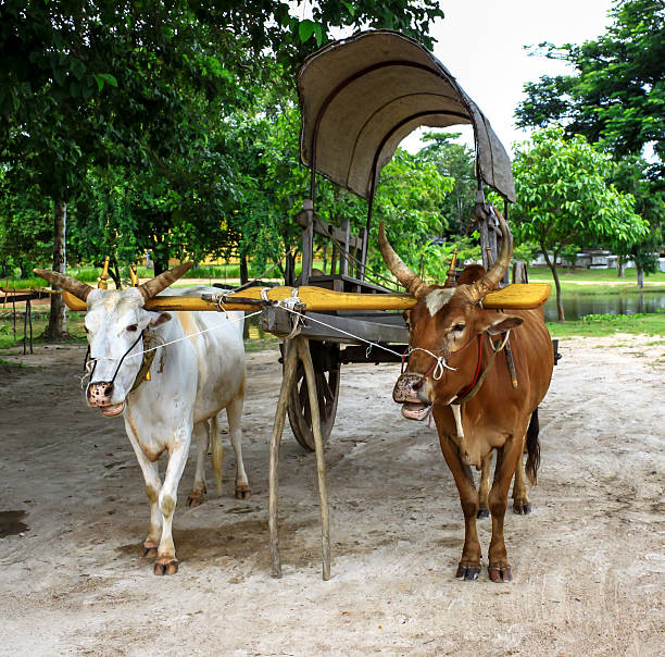 istock Ox Cart in thailand 496857695