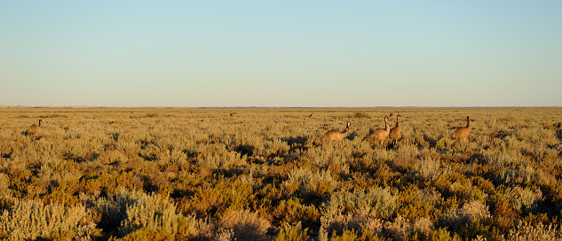 Emu, Outback Australia,