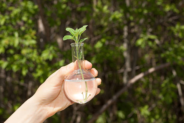 istock Green plant in glass flask 496858399