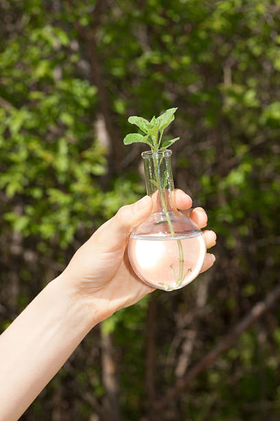 istock Green plant in glass flask 496858401