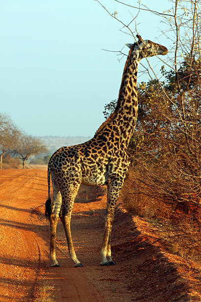 istock Giraffe in the savanna, Tsavo East, Kenya 496858845