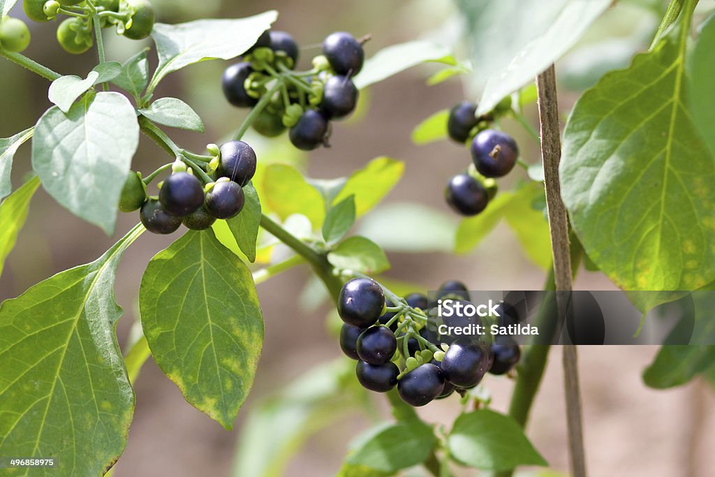 Wonderberry ou Sunberry - Foto de stock de Adulto maduro royalty-free