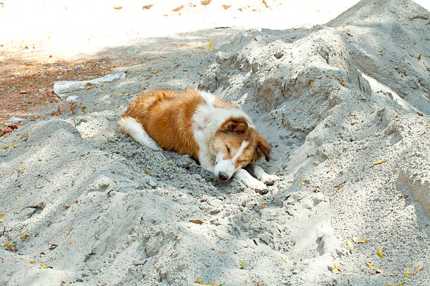 Abbandonato cane - foto stock