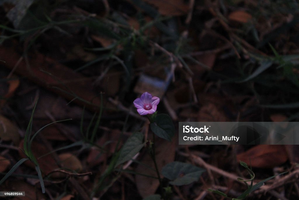 Lonely Flower The flower is lonely in scrapheap but still beatiful 2015 Stock Photo