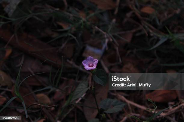 Lonely Flower Stock Photo - Download Image Now - 2015, Horizontal, Junkyard
