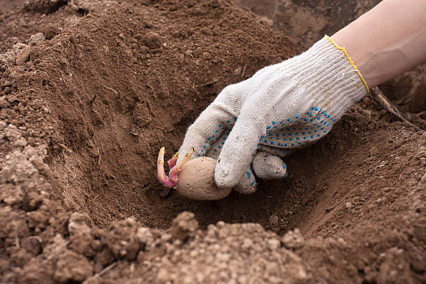 istock gloved hand planting potato tuber into the ground 496860662