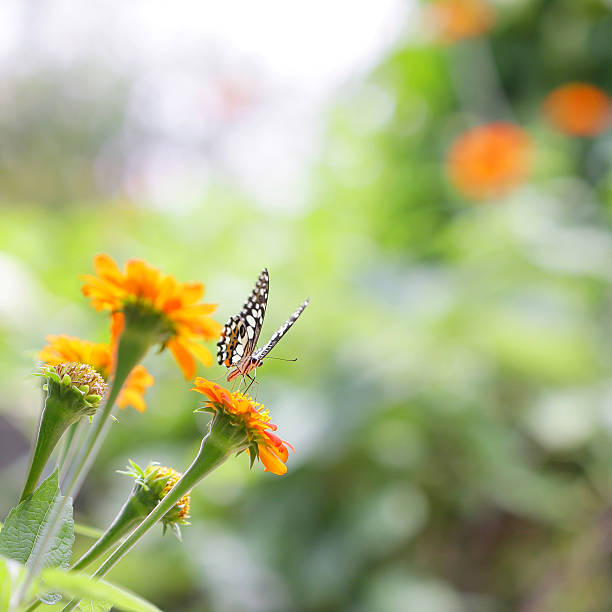 istock Butterfly on Zinnia flower 496861486
