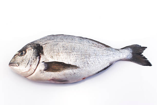 istock Sea fish dorado isolated on white 496861816