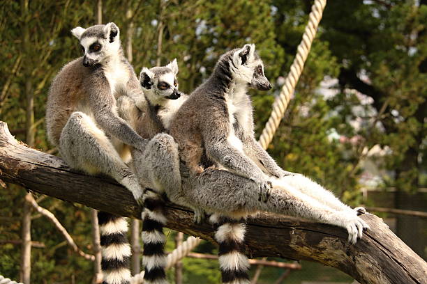 세 가지 lemurs 쥠 각 스톡 사진
