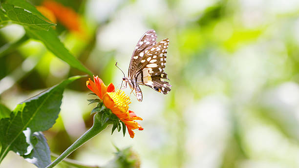 istock Butterfly on Zinnia flower 496862474