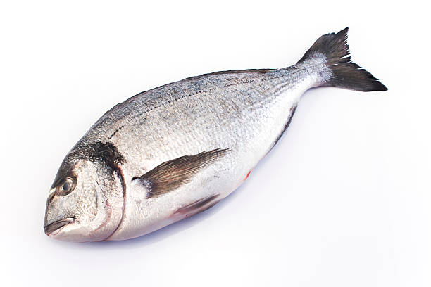 istock Sea fish dorade isolated on white 496862830