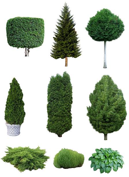 istock Set of trees and shrubs. 496873824