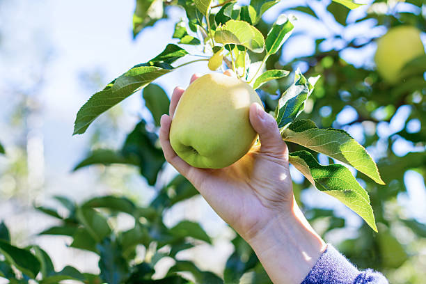 istock Woman picking green apples 496874112