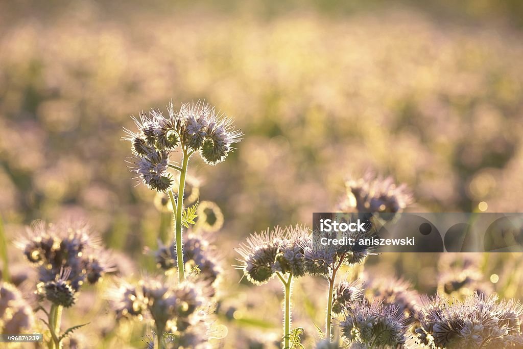 Blühenden Kräutern - Lizenzfrei Abenddämmerung Stock-Foto