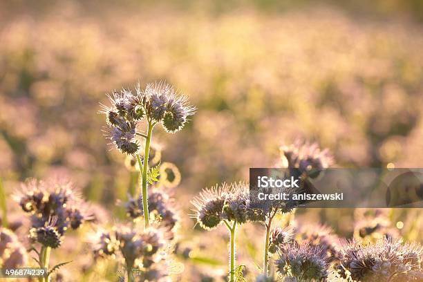 Blühenden Kräutern Stockfoto und mehr Bilder von Abenddämmerung - Abenddämmerung, Baumblüte, Blume