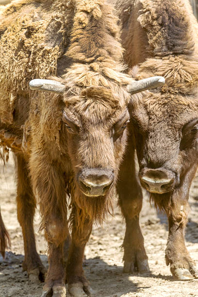 istock Wild America Bison - a huge pair of mature bulls 496874321