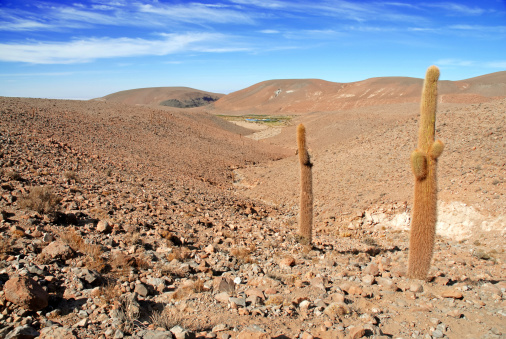 Cardon Cactus, San Pedro de Atacama, Chile