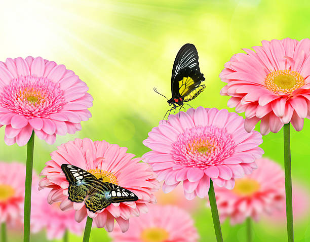 istock Pink gerbera flowers with butterflies 496874486