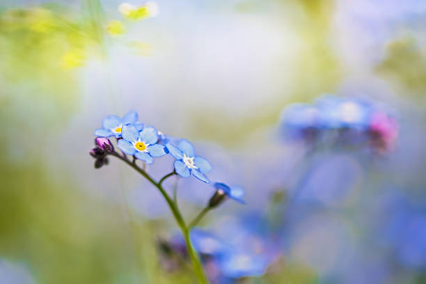 istock Forget-me-nots flowers on grass background. 496874993