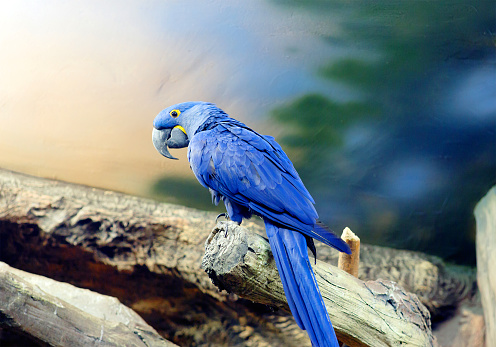 Blue macaw - a medium-sized bird.Inhabits Brazil. This species is no longer found in the wild. The only hope this species remain birds contained in private collections.