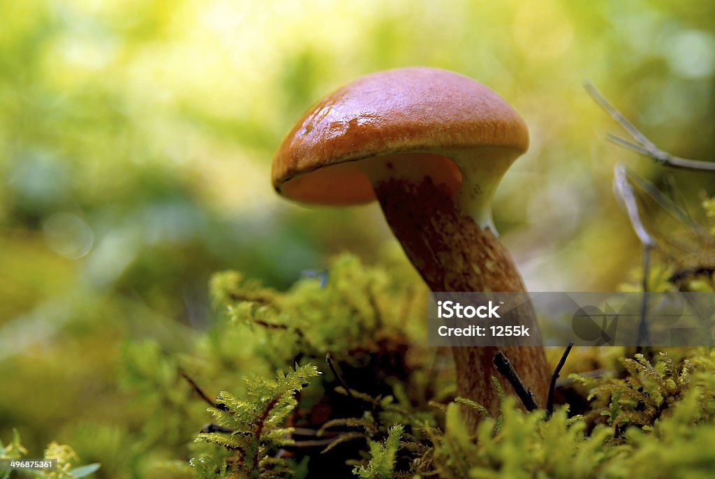 Orange-cap mushroom close up in moss background in the forest Armenia - Country Stock Photo