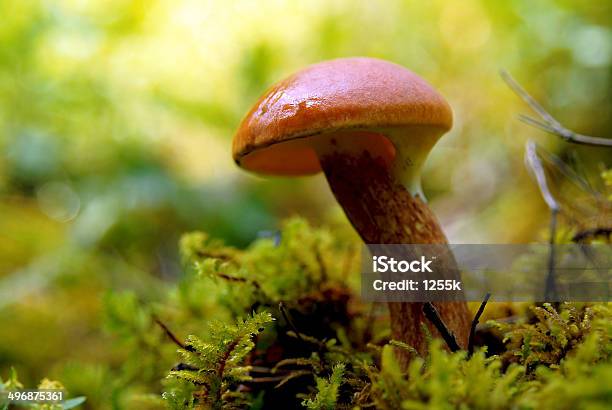 Orangecap Mushroom Close Up In Moss Background In The Forest Stock Photo - Download Image Now