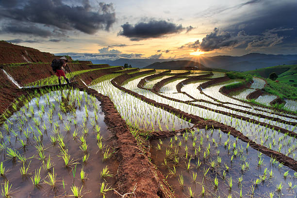 istock Rice fields on terraced at Chiang Mai, Thailand 496875392