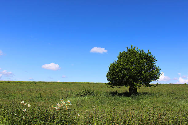 istock Single hornbeam tree (carpinus) in green field, blue sky, clouds 496875441