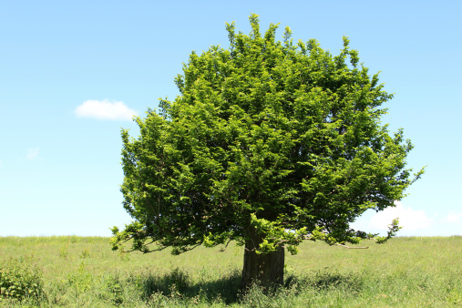Photo showing a short, dumpy English specimen of a hornbeam tree (Latin name: carpinus betulus), appearing rather like a bonsai tree with its unusually thick trunk.  This tree is growing in a wildflower meadow, where it has previously suffered storm damage and has fully recovered, growing strongly once more.  The picture was taken early on a sunny morning, when the sky was particularly blue.