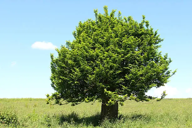 Photo showing a short, dumpy English specimen of a hornbeam tree (Latin name: carpinus betulus), appearing rather like a bonsai tree with its unusually thick trunk.  This tree is growing in a wildflower meadow, where it has previously suffered storm damage and has fully recovered, growing strongly once more.  The picture was taken early on a sunny morning, when the sky was particularly blue.