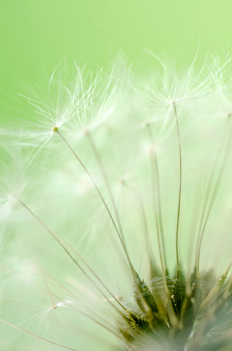 On a green background, a close-up of the seeds of a dandelion showing the individual seeds.