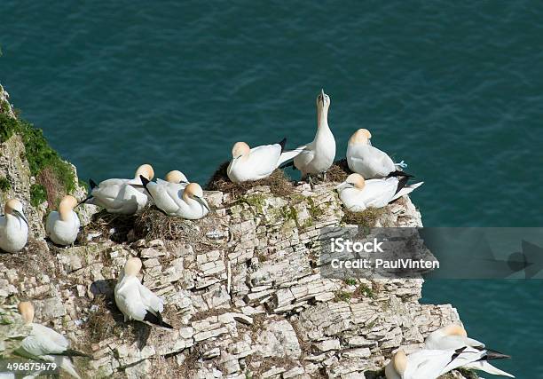 Nesting Basstölpel Auf Einer Klippe Landspitze Stockfoto und mehr Bilder von Basstölpel - Basstölpel, England, Feder