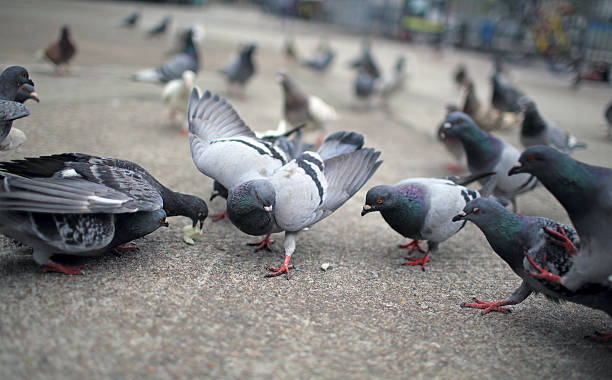istock Pigeon fight for food 496875557