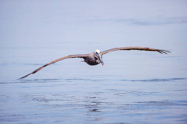 pelicano-pardo em voo - pelican landing imagens e fotografias de stock