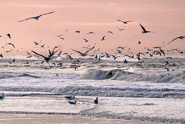 istock Seagulls above the surf at sunset 496876490